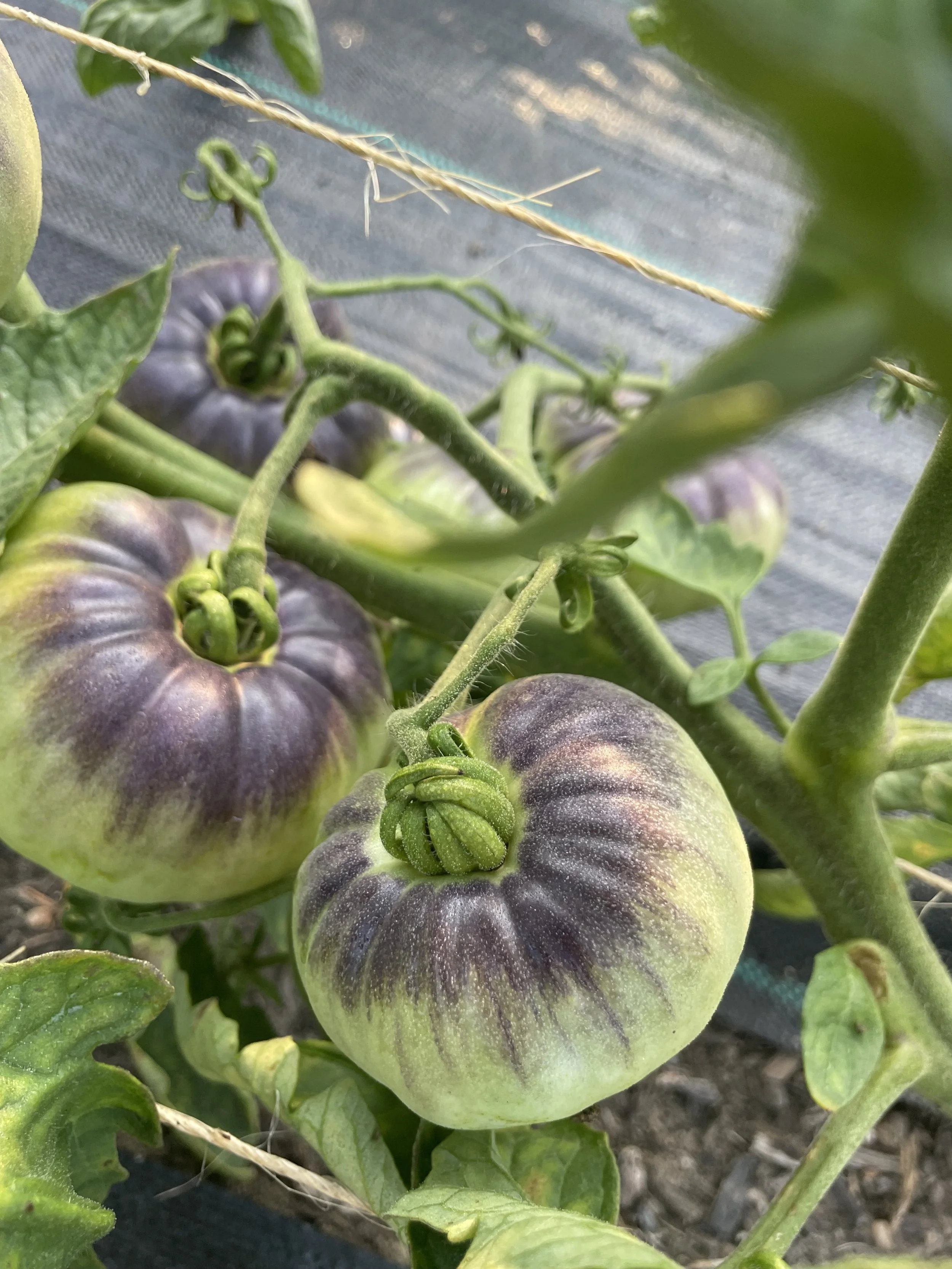 Tomatoes are here!