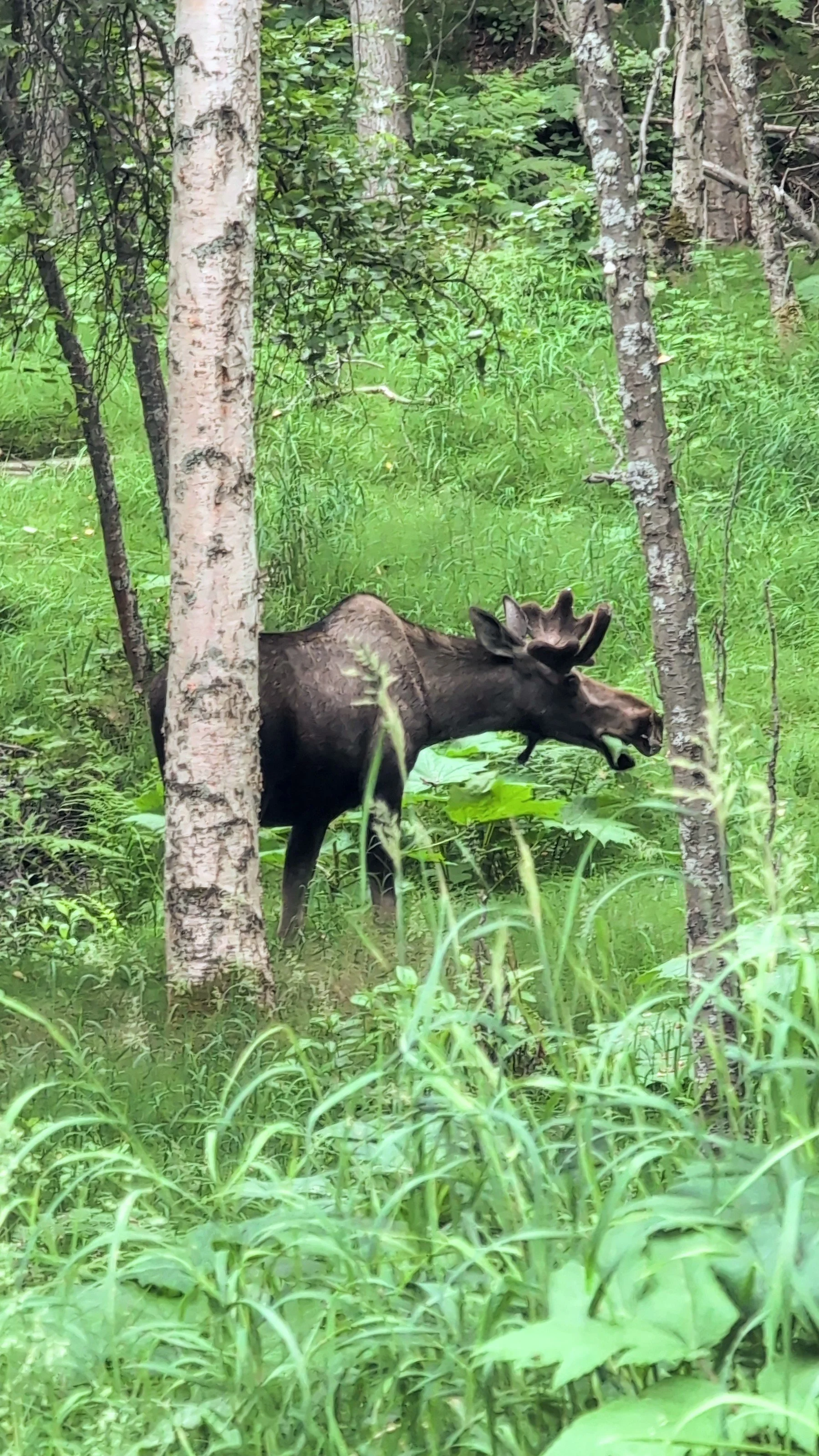 blog Alaska 2.jpg
