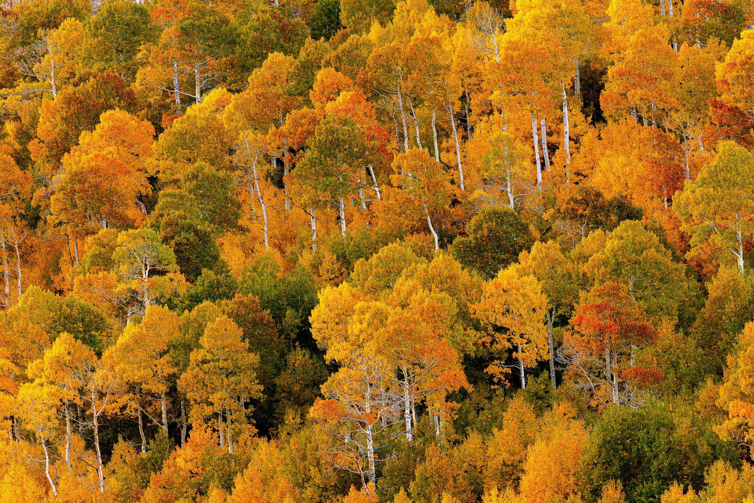 An alpine grove of aspens in Sanpete County , Utah during the Fall