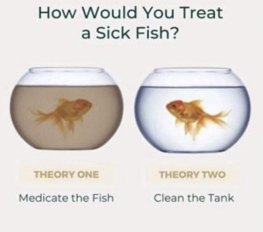 Medicate the Fish or Clean the Tank?
