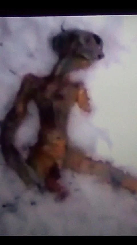 Commander Thor’s   Intel 