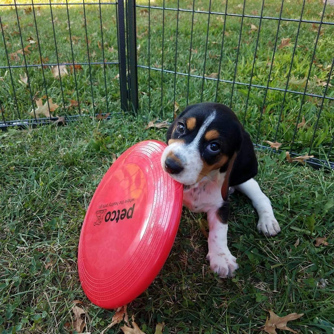Baby Sammie - 2016