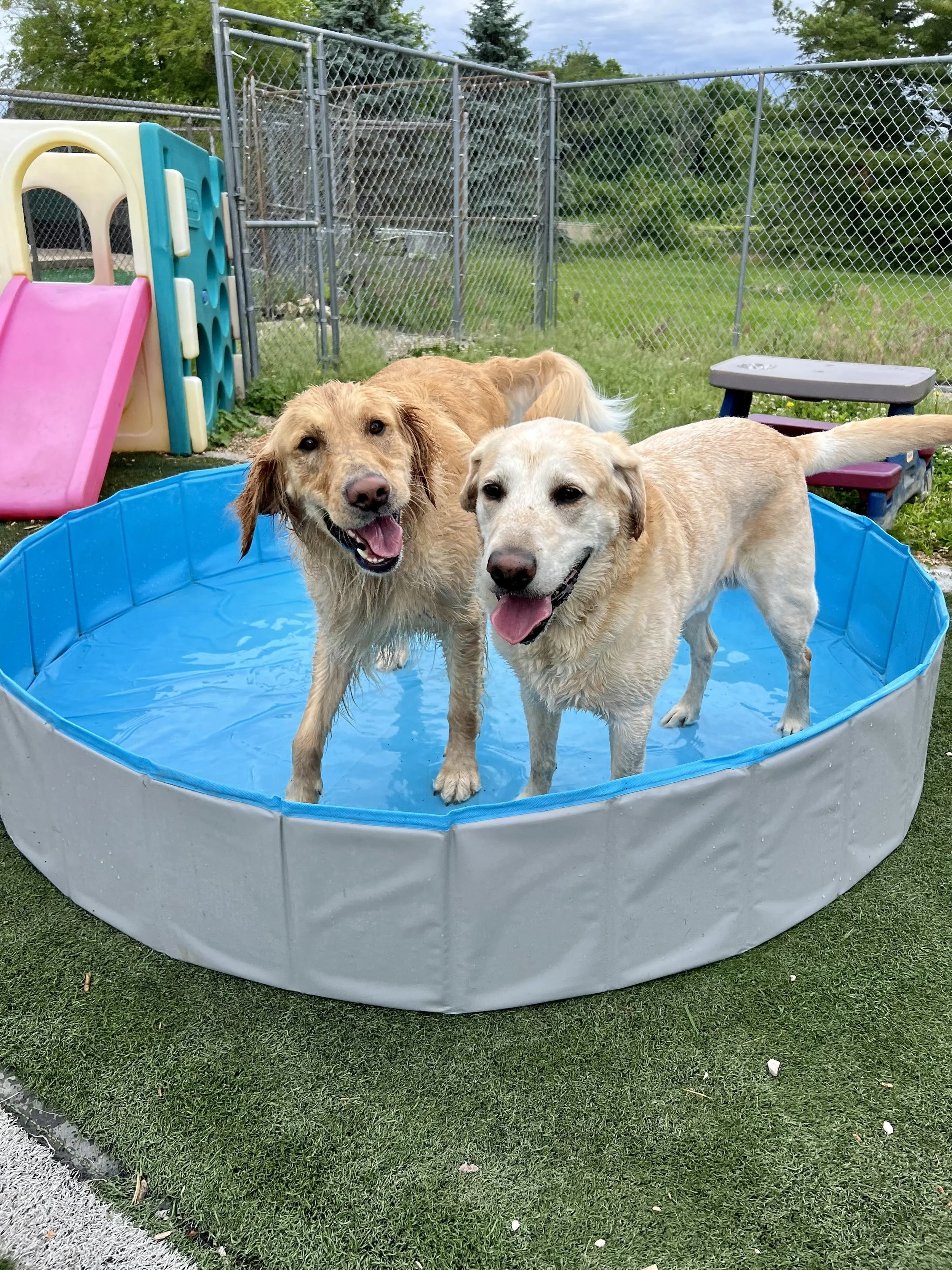 Services | Book Quality Dog Care Today — Pawsome Inn