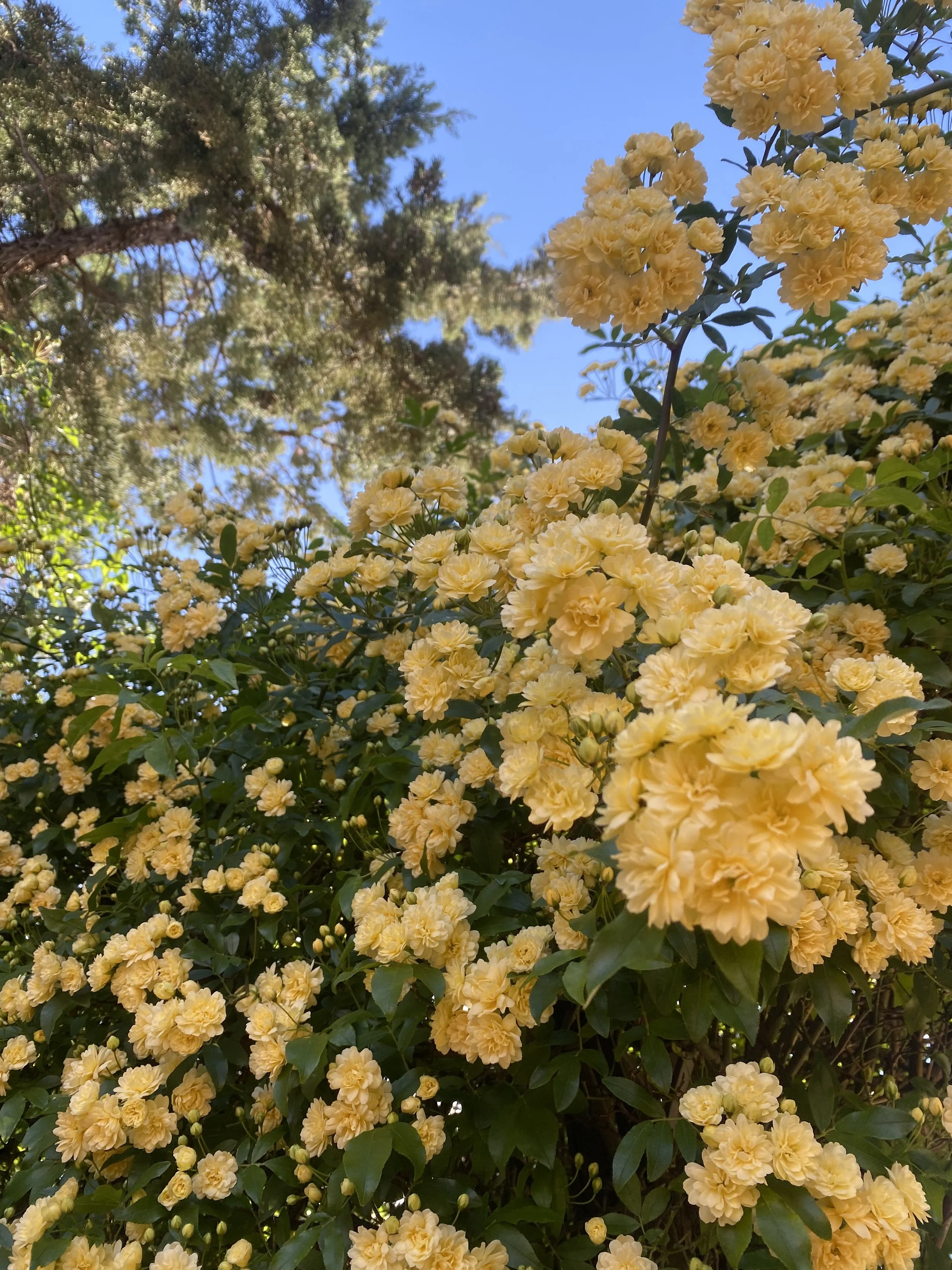 Yellow flowering bush under a partly cloudy blue sky with tree branches in the background.