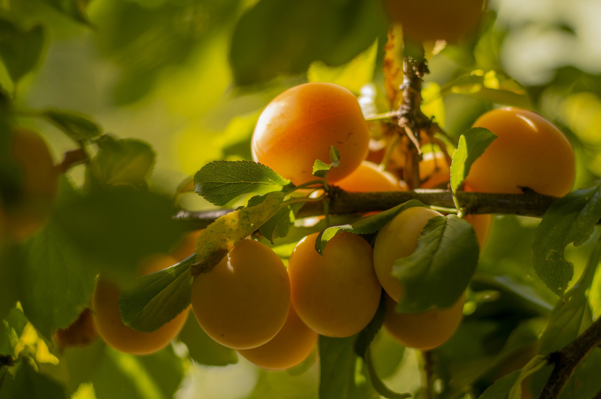 Apricot Power: Why Ground Apricot Kernels Make a Great Exfoliant