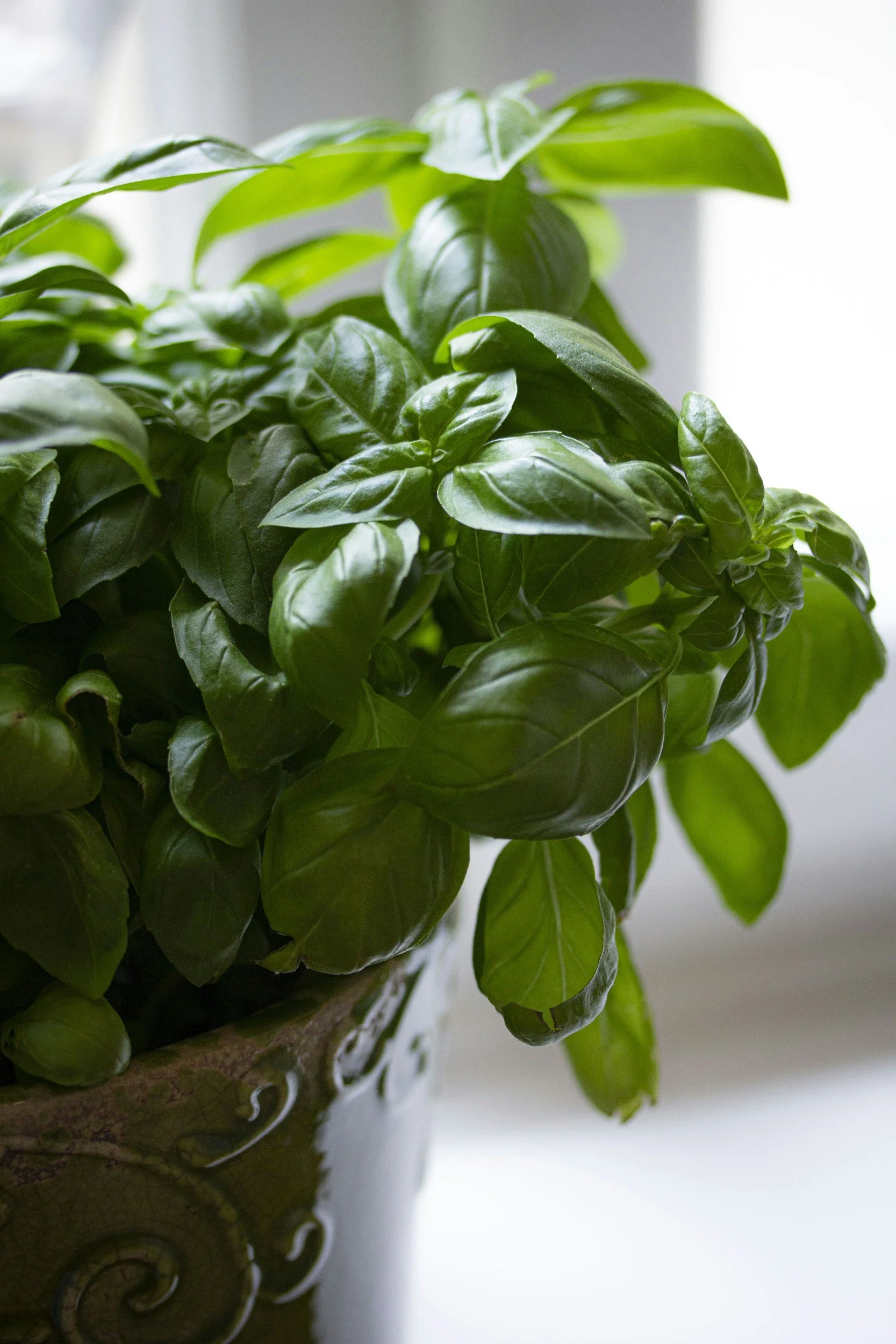 Sweet Basil (Ocimum basilicum): Aroma, Wellness, and Tradition
