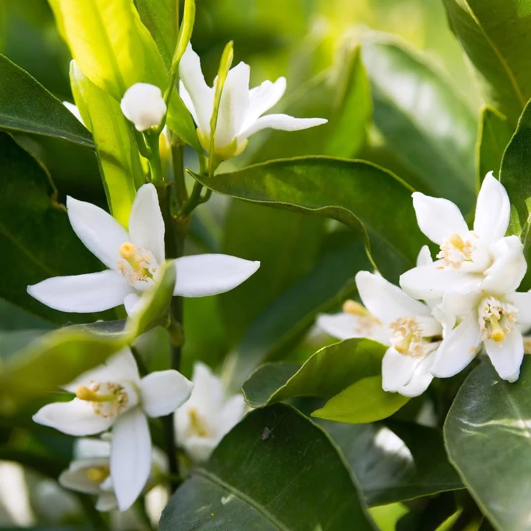Neroli Essential Oil (Citrus aurantium): Calm, Comfort, and Radiant Skin