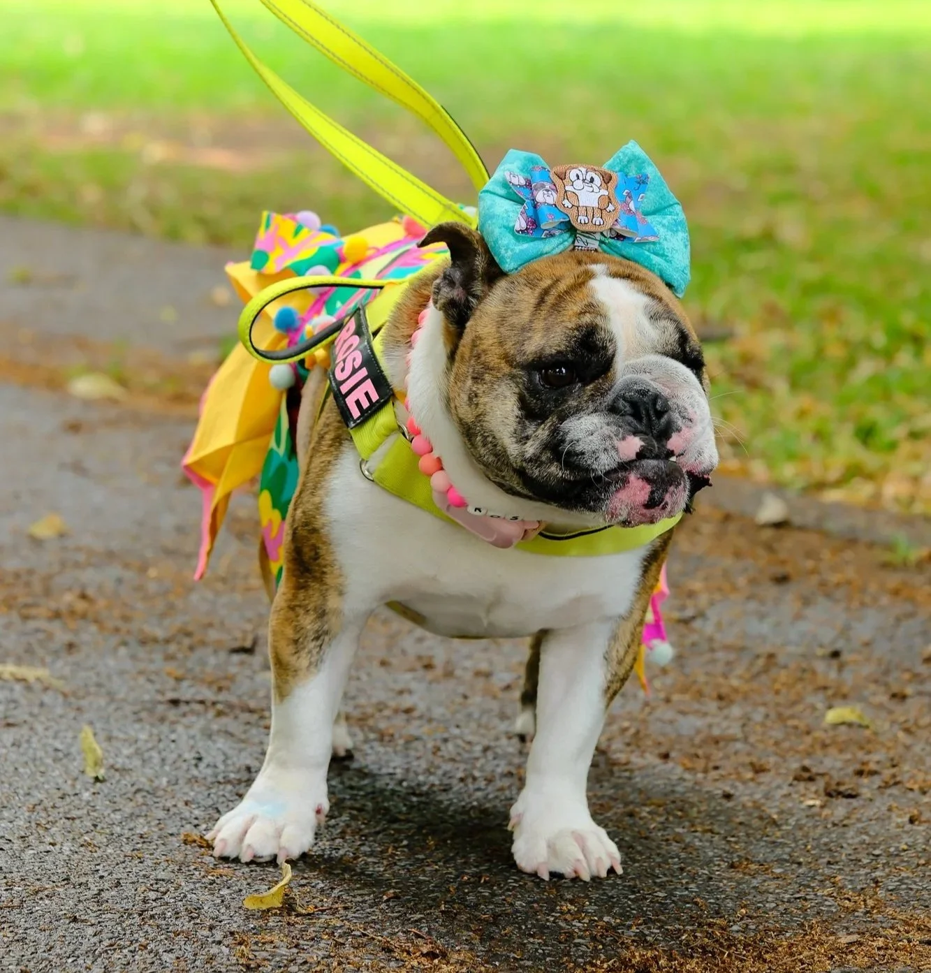 Paws, Pose and Slay the Runway: A Tail-Wagging Celebration of Style and Civic Pride