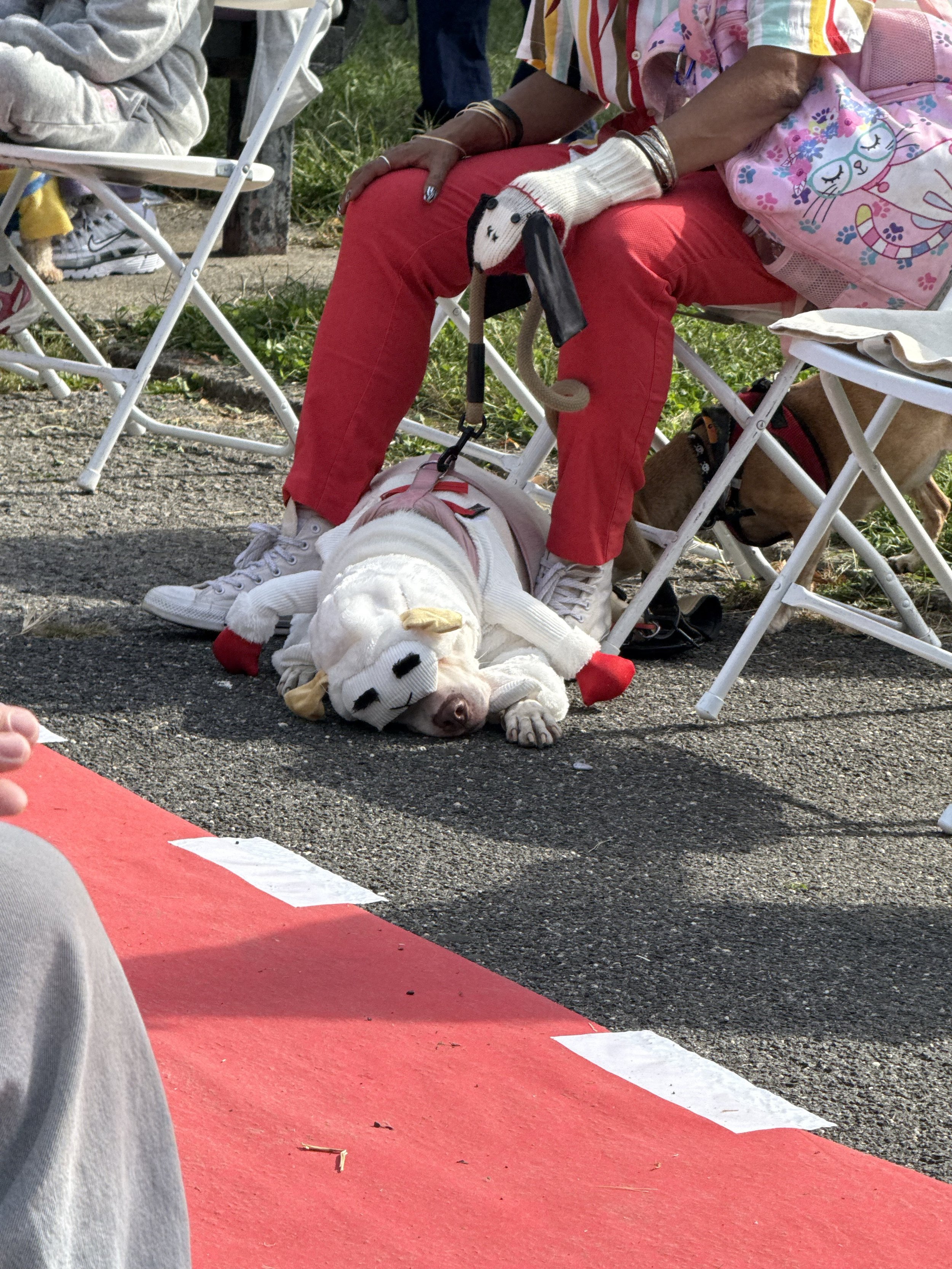 Doggy Fashion Show at Walter Gladwin Park — NIDC