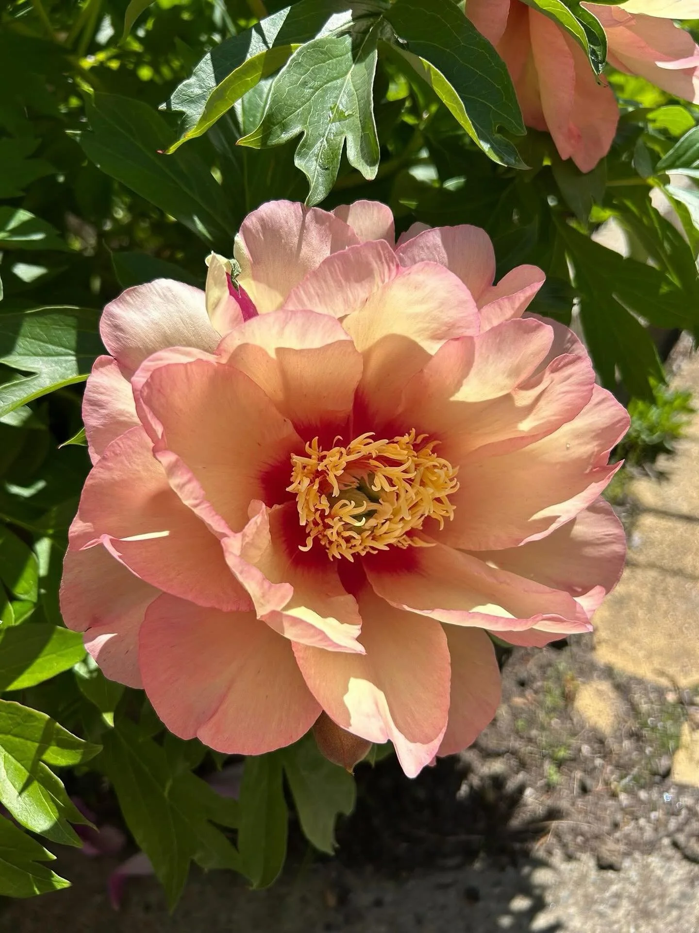 Yesterday, Errol &amp; Stephanie Imlach hosted an Open Garden for LHS Members - and it was the most perfect Spring day for it!

A wonderful selection of camellias, rhododendrons, maples and conifers, plus many more wonderful trees.
The paths were lin