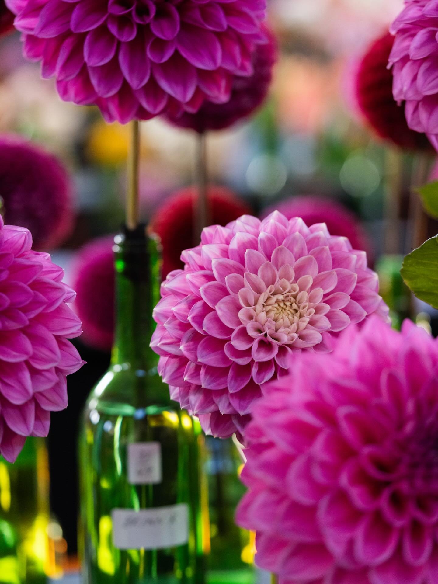 Are you eagerly awaiting the dahlia blooms in the garden? You are certainly not alone! It has been a slow start to the season for many, but here&rsquo;s hoping the next couple of weeks bring warm temperatures and sunshine filled days to get those flo
