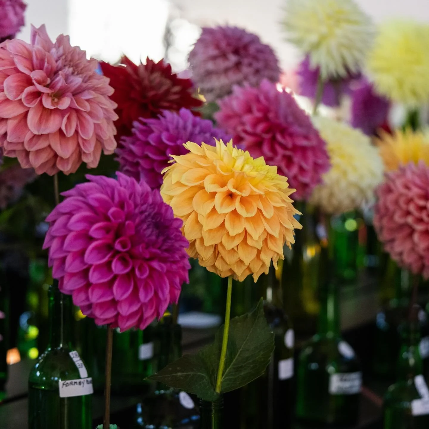 Is it hard for you to pick a favourite dahlia?