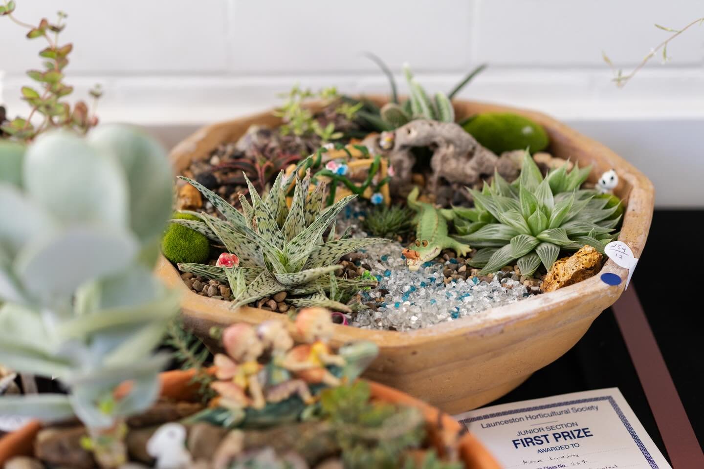 A holiday project for the kids: create a succulent garden world in a pot and enter it in our Summer Flower Show!
Only limited by their inquisitive, creative imaginations - fairy gardens, dinosaur lands, underwater reef, Saharan desert&hellip; or go c