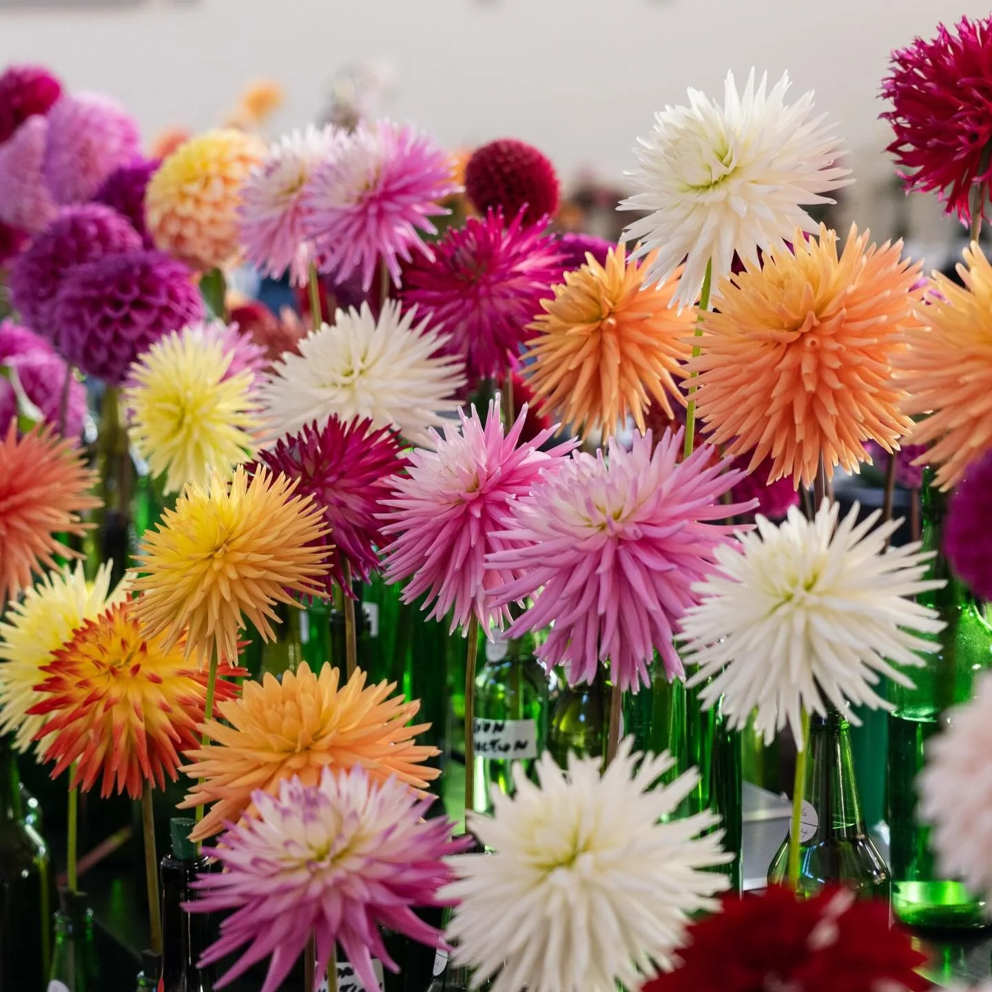 Cactus dahlias - like fireworks in the garden!