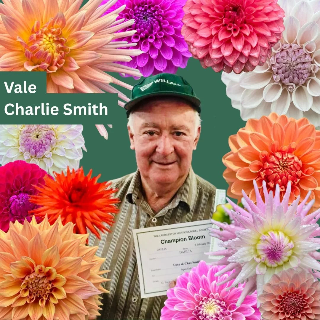 The Launceston Horticultural Society is greatly saddened to acknowledge the passing of Charlie Smith. Our thoughts and condolences go out to Lucy and family in this tough time.

Charlie was a mainstay in the LHS for all things dahlias, having been pa