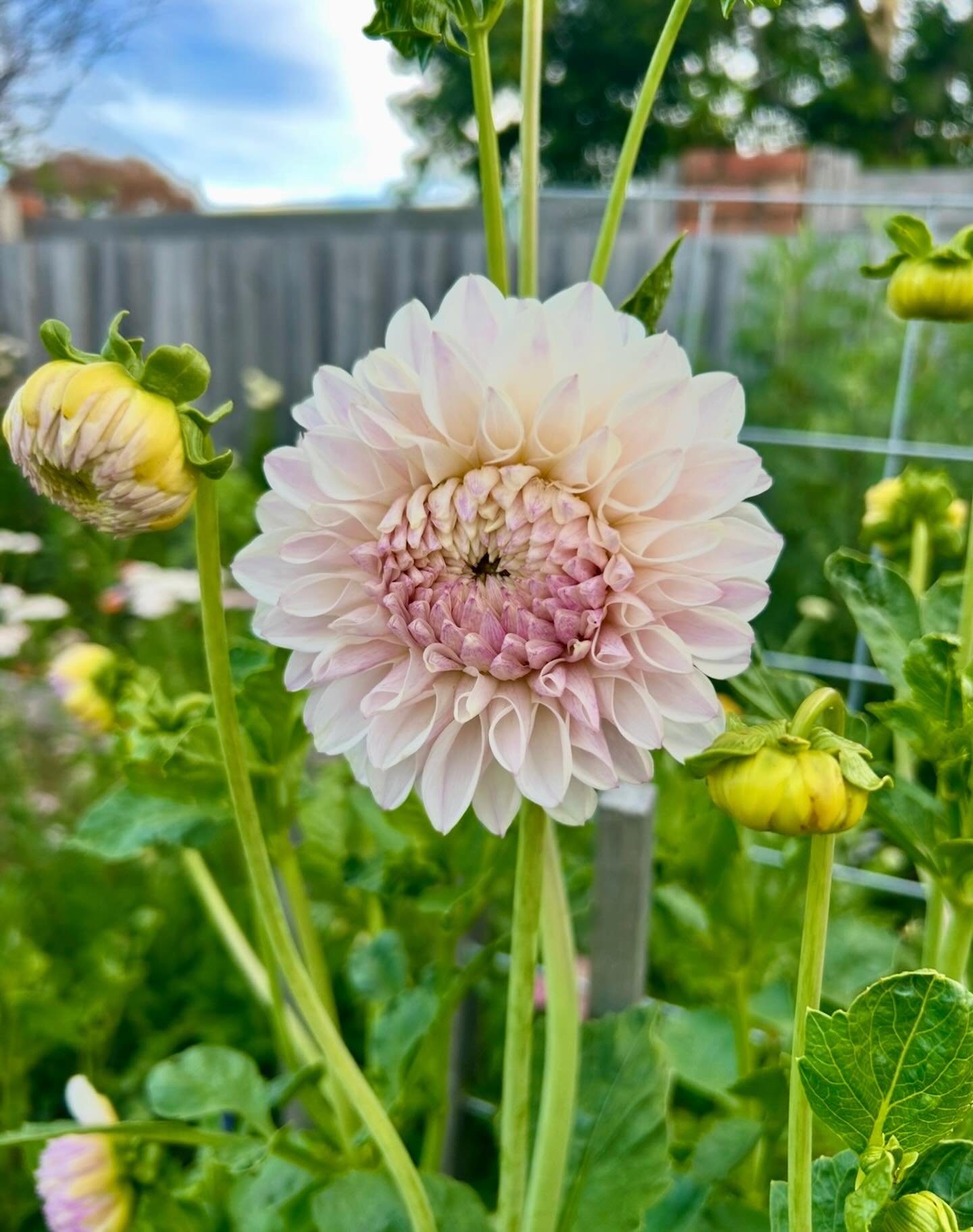 How are your dahlias looking? Are you lucky enough to have masses of blooms already or are you slowly budding up? 
Don&rsquo;t forget to give your plants a good feed &amp; remove the lower third of leaves to encourage air flow!
📸 Devon Haze