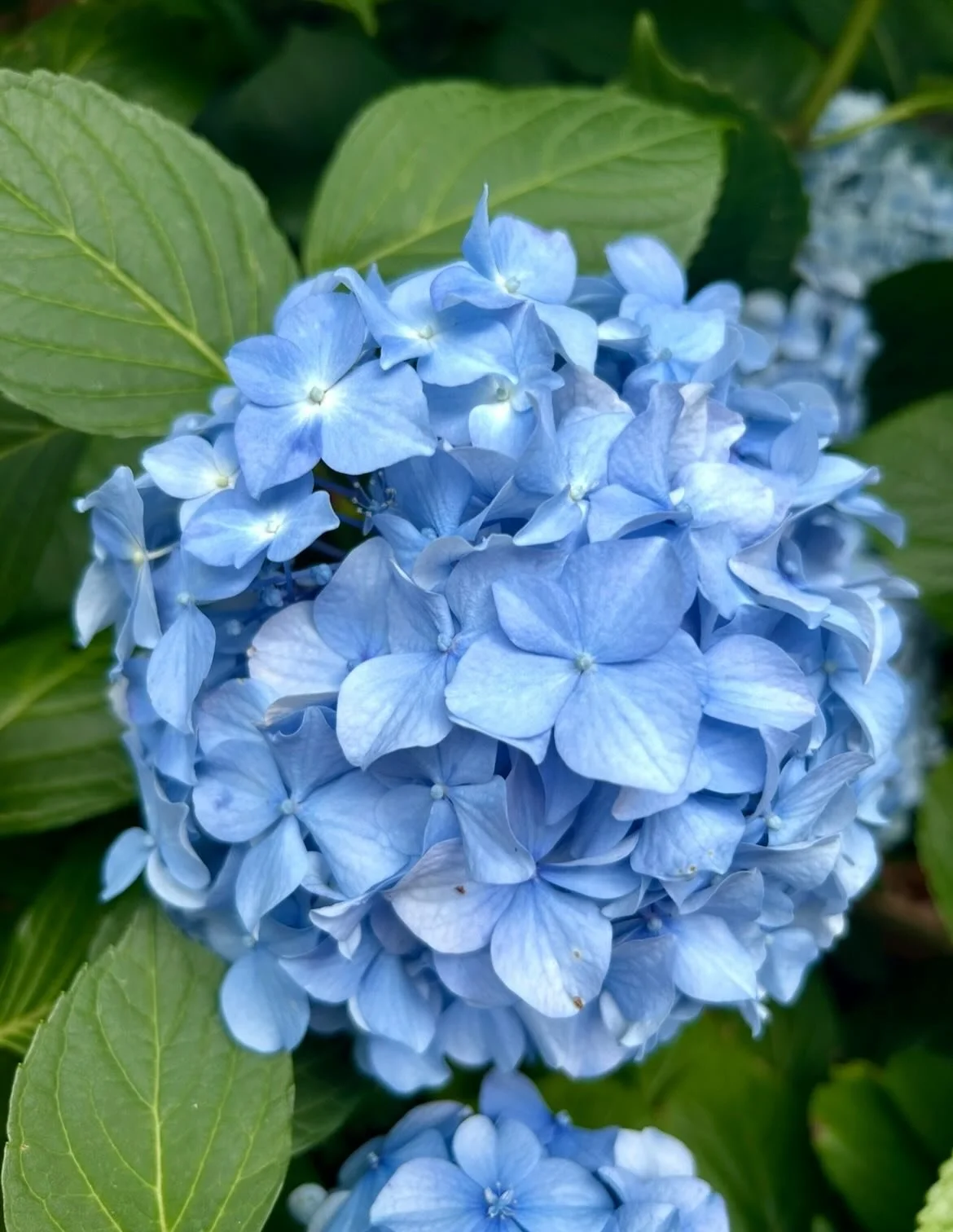 One of the most stand out Summer blooms are those of Hydrangeas - giant puffs of purple, pink, white and the iconic blue.
These photos were taken in the garden of LHS member Anita Lee-Archer; shaded by a beautiful old tree, their blue tones were trul