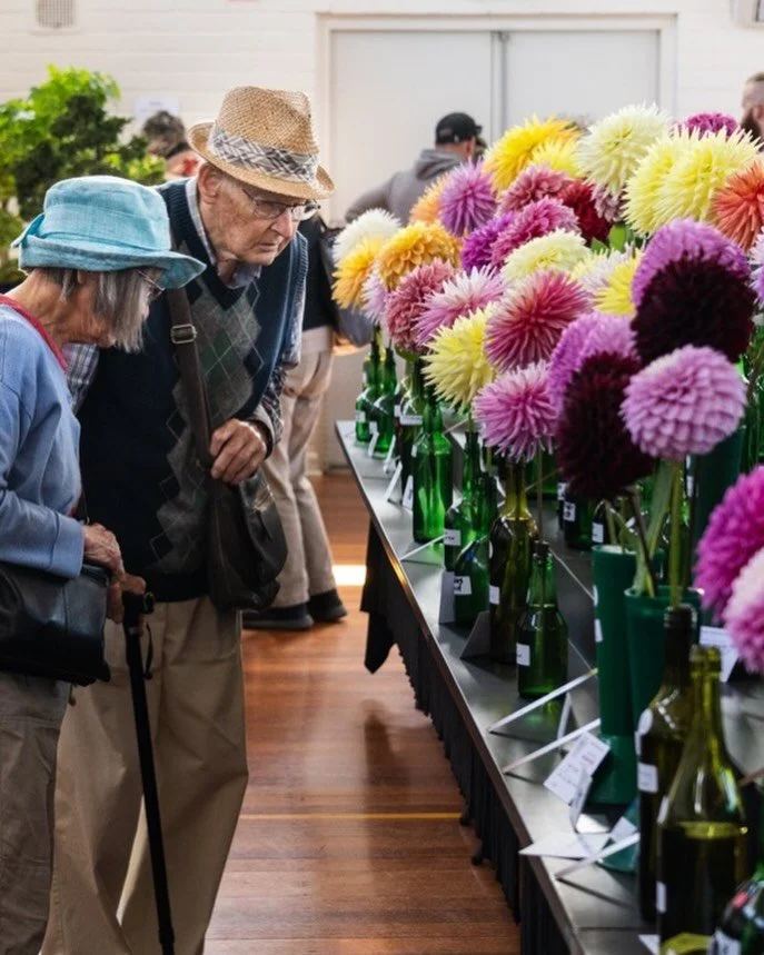 There is something rather magical about seeing dahlia blooms staged on the show bench. 
They are all individual in their own subtle ways, yet some can look identical to the untrained eye. 
Whether you can tell them apart or not, they are truly beauti