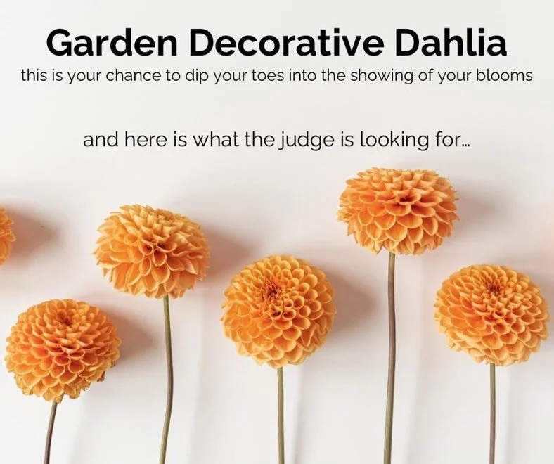 If you are new to the Flower Show world, it can take a moment to get your head around all of the language associated with showing. 
With dahlias being one of the most popular flowers to grow for home gardeners, our Society decided to introduce the Ga