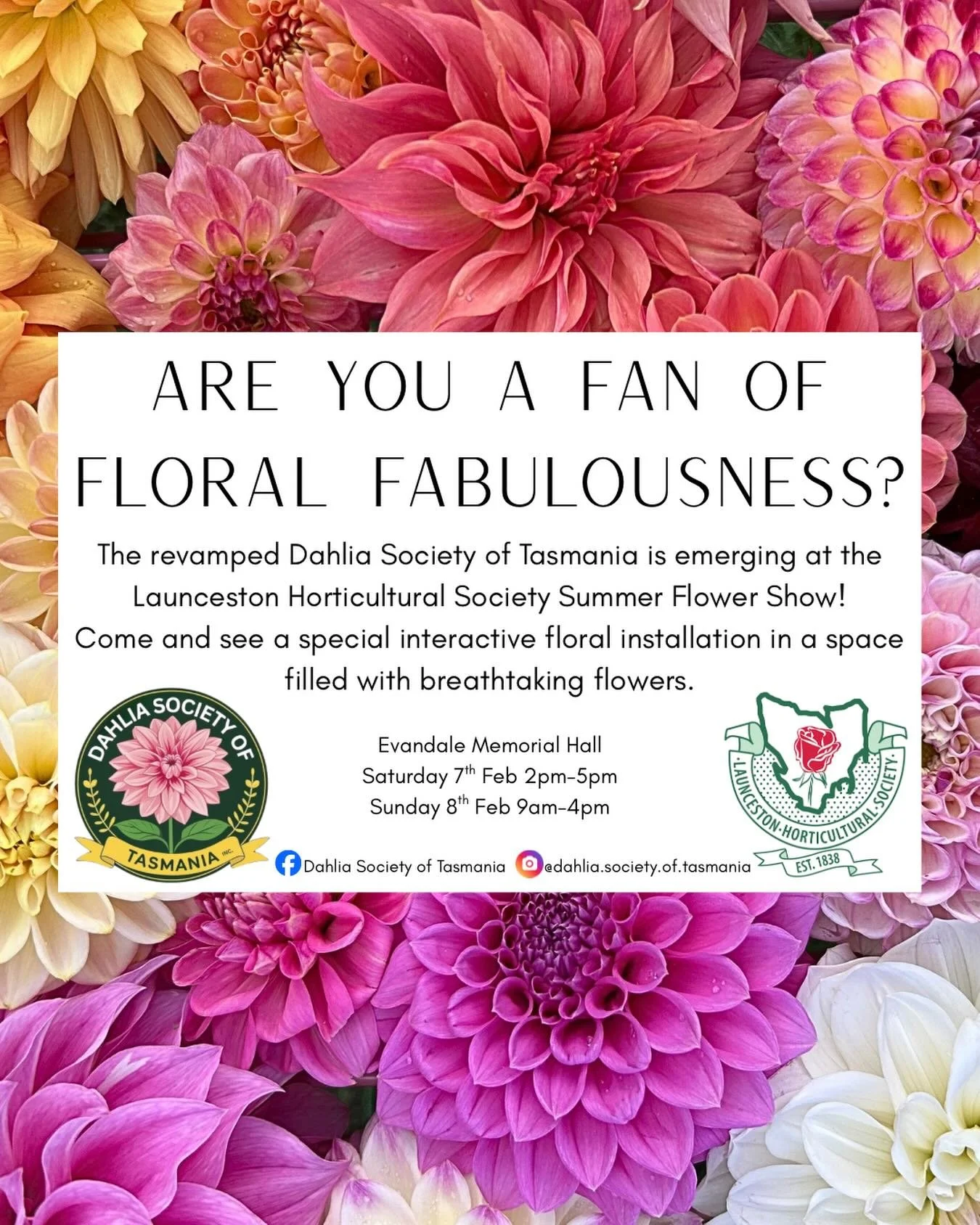 🐛 Bring your inquisitive minds and cameras - this art installation will truly be photo worthy! 

Summer Flower Show
⏰ Saturday 7th Feb 2pm-5pm
⏰ Sunday 8th Feb 9am-4pm
📍 Evandale Memorial Hall &amp; Grounds, 8-10 High St Evandale
&bull; $5 entry in