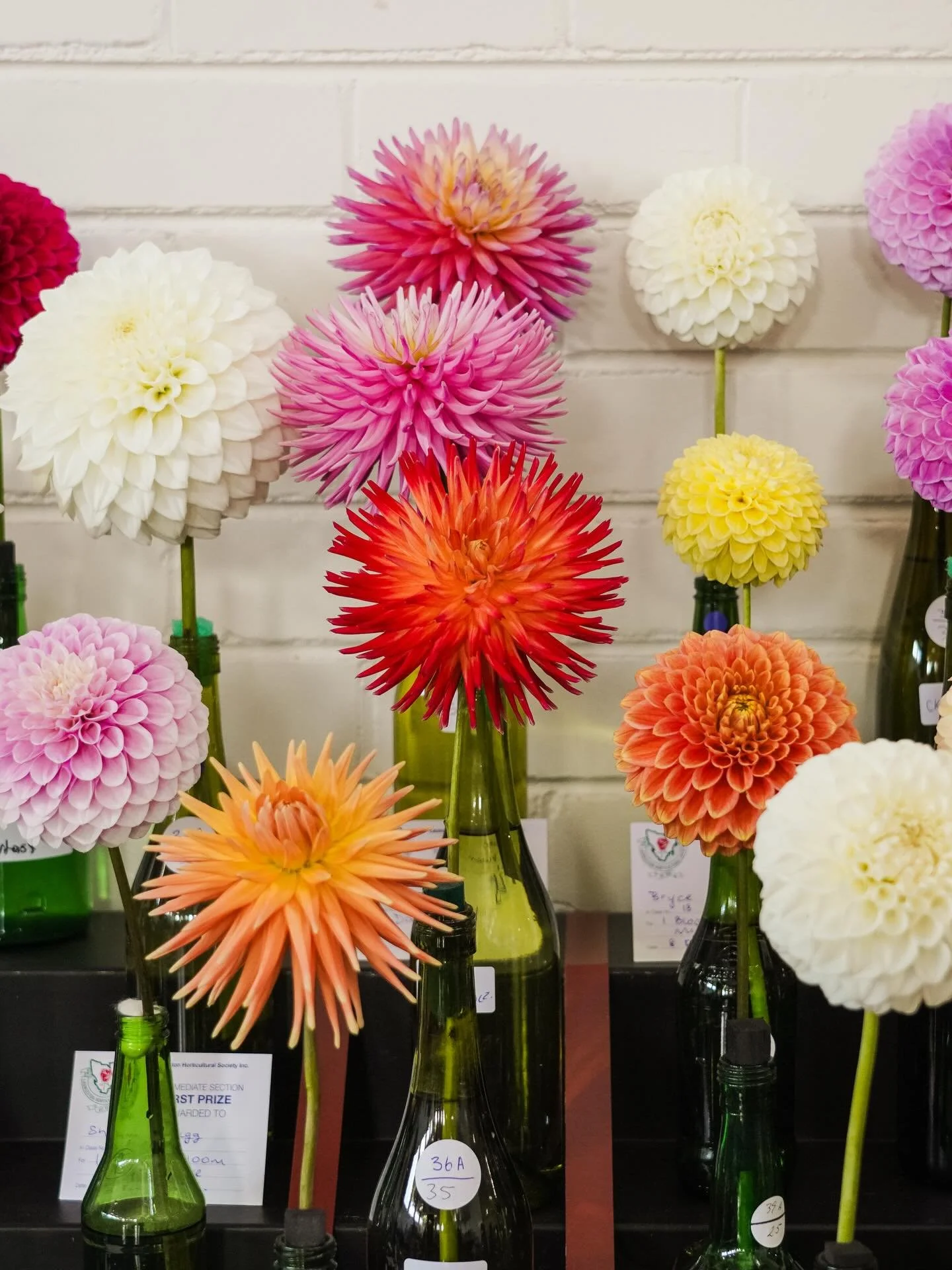 The blooms are getting ready, the weather is looking fine, our people are eager and excited to share the beauty of our Summer Flower Show with you all - this coming weekend!

⏰ Saturday 7th Feb 2pm-5pm
⏰ Sunday 8th Feb 9am-4pm
📍 Evandale Memorial Ha