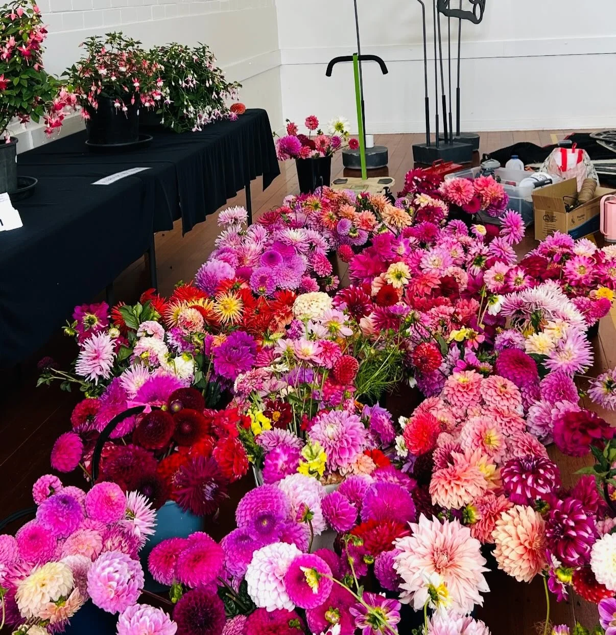 🥳 TODAY!
Well folks, it is here!
Day 1 of our Summer Flower Show!
&bull; Doors open at 2pm until 5pm (Sat 7th) and then again tomorrow 9am until 4pm (Sun 8th)

Believe us when we say: you won&rsquo;t want to miss this.
-

⏰ Saturday 7th February 2pm