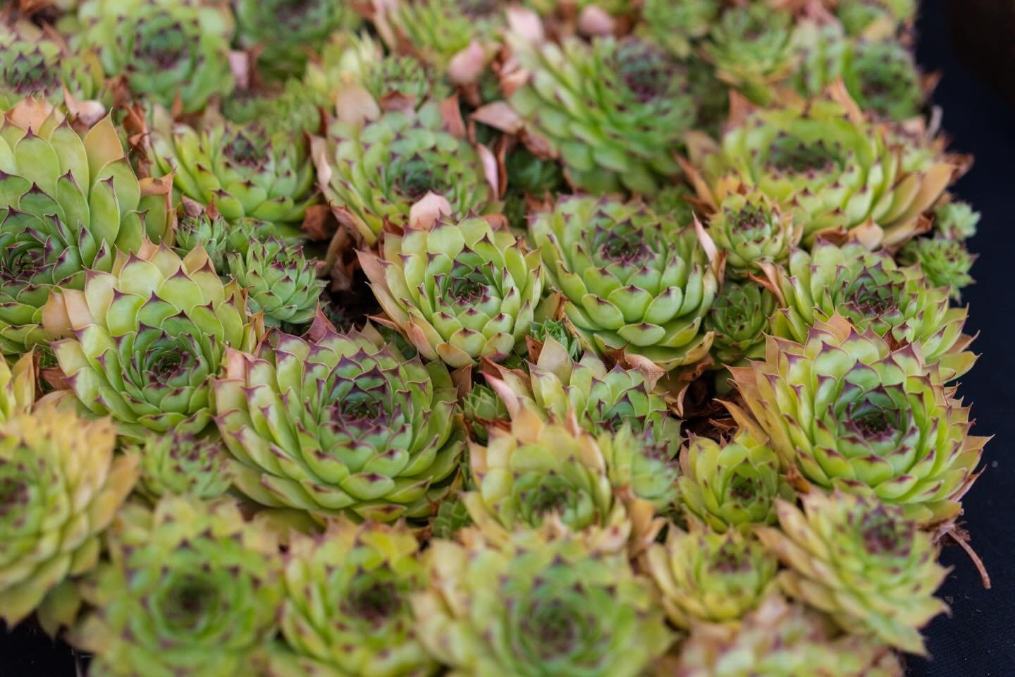 Our Cacti &amp; Succulent group&rsquo;s annual event!  Featuring displays of these fascinating genus&rsquo;s that serve as the gateway for many into a lifetime of gardening, this is an event for beginners through to avid collectors and everyone in-be