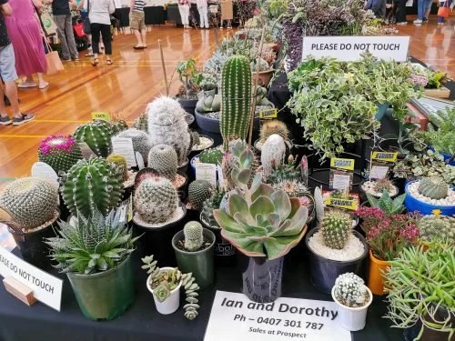 Cacti & Succulent Exhibition 2023