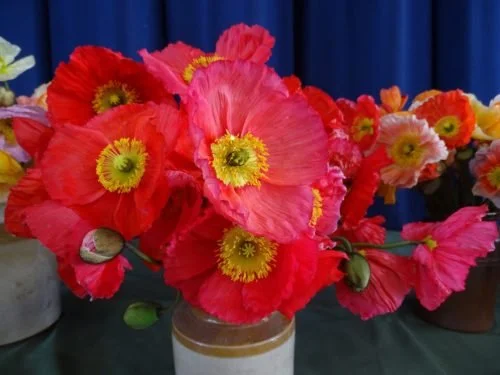 poppies-500x375.jpg