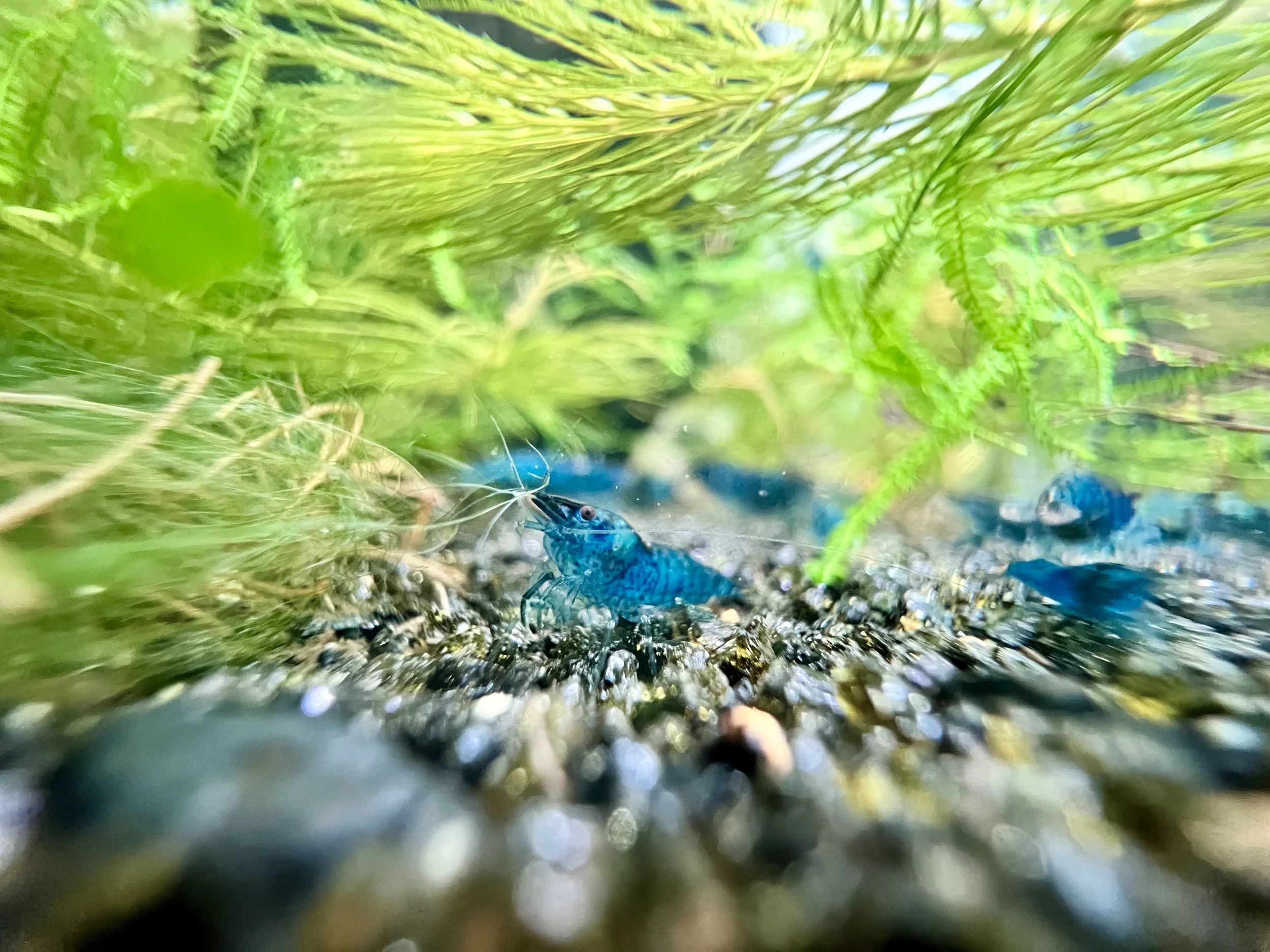 Close-up of blue shrimp on gravel underwater among green aquatic plants.