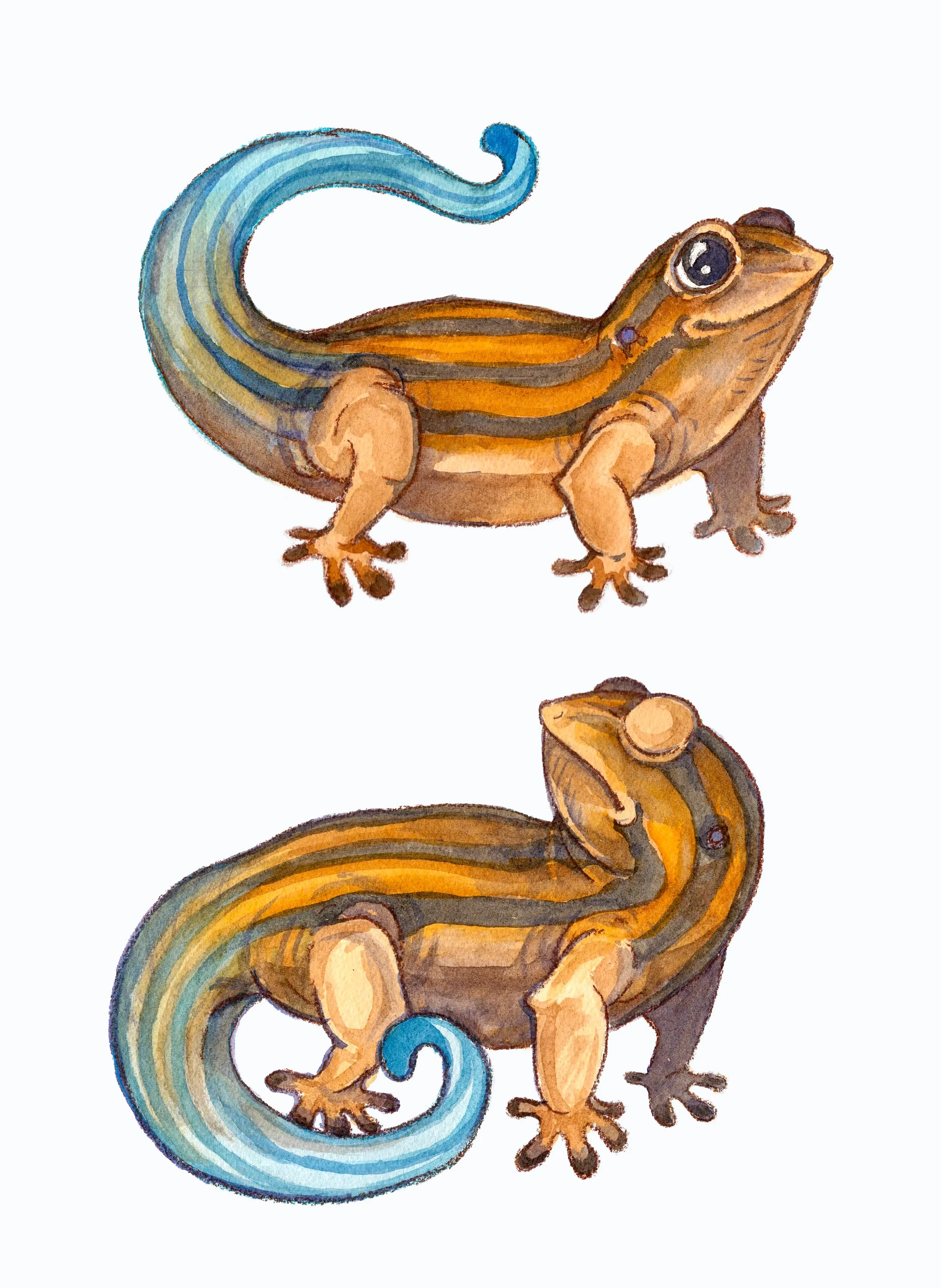 Skink-Character.jpg