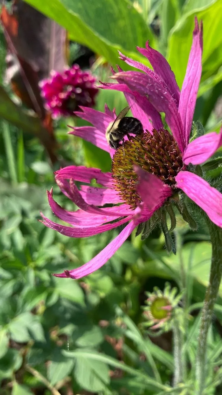 A bee collecting nectar from a pink flower in a garden.