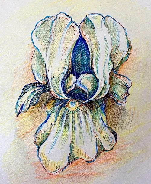 Iris.jpg