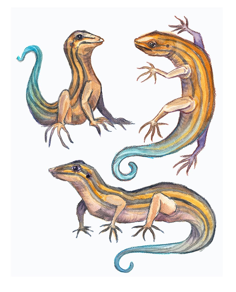 Skinks1.jpg