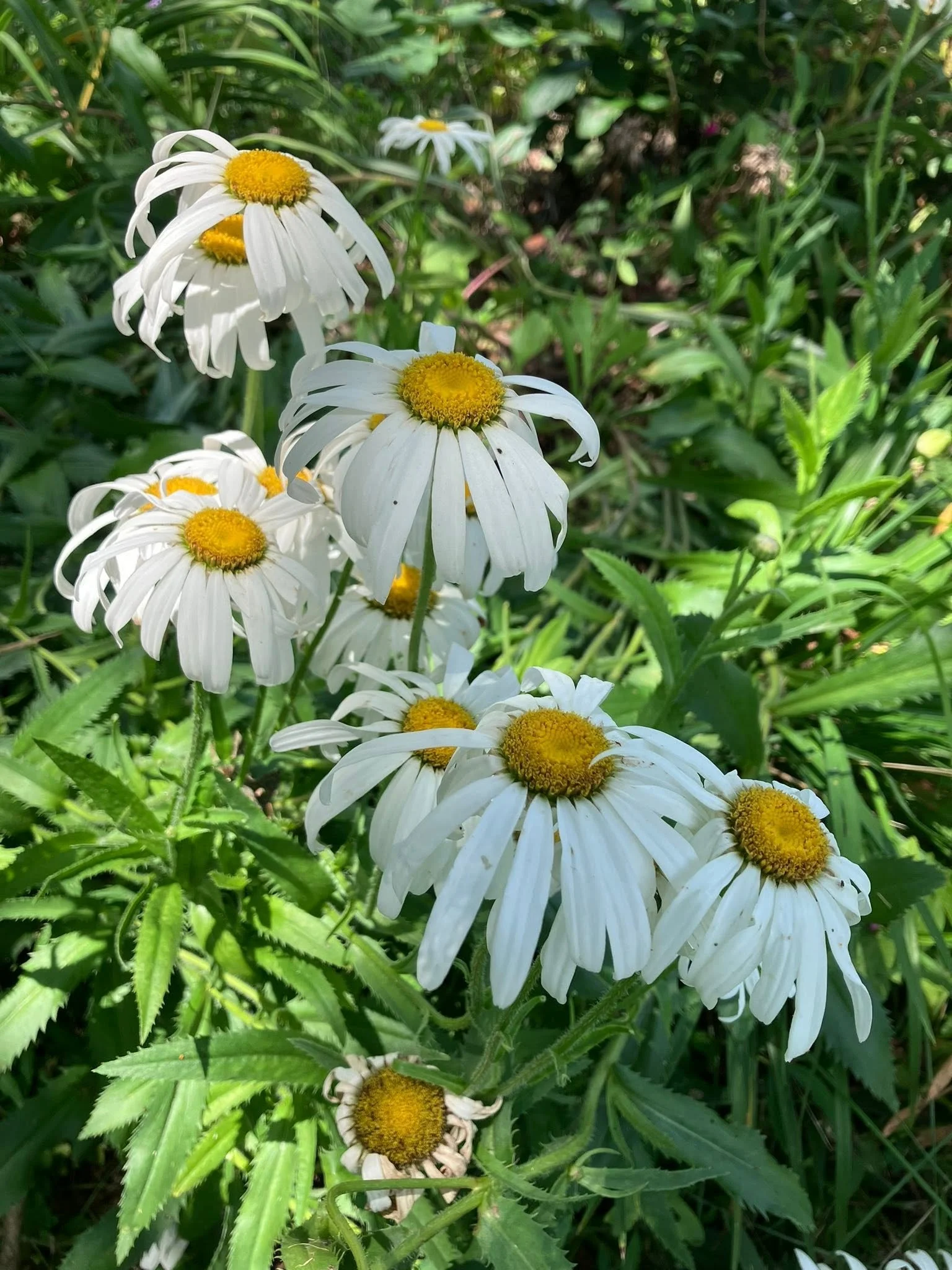 Close-up of white daisies with yellow centers among green foliage and grass.