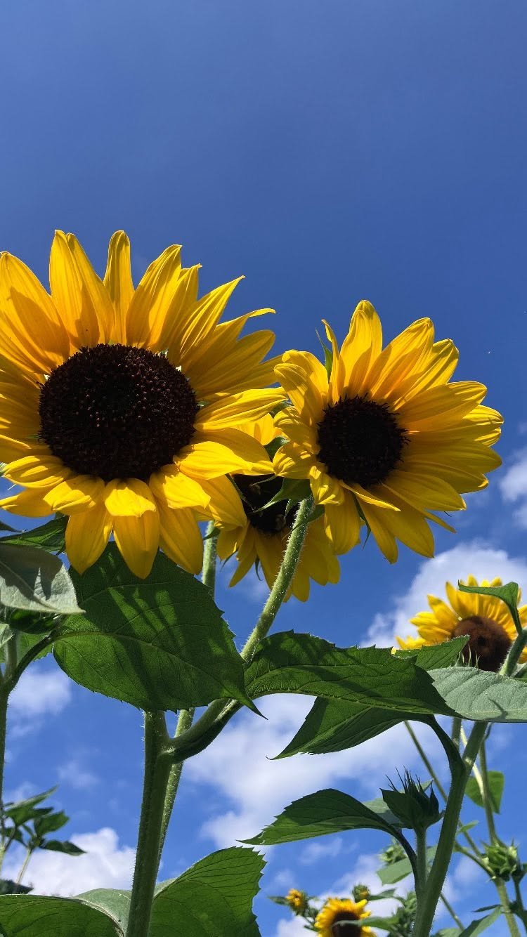 Tall sunflower plants with large yellow petals and dark centers against a bright blue sky with a few clouds.