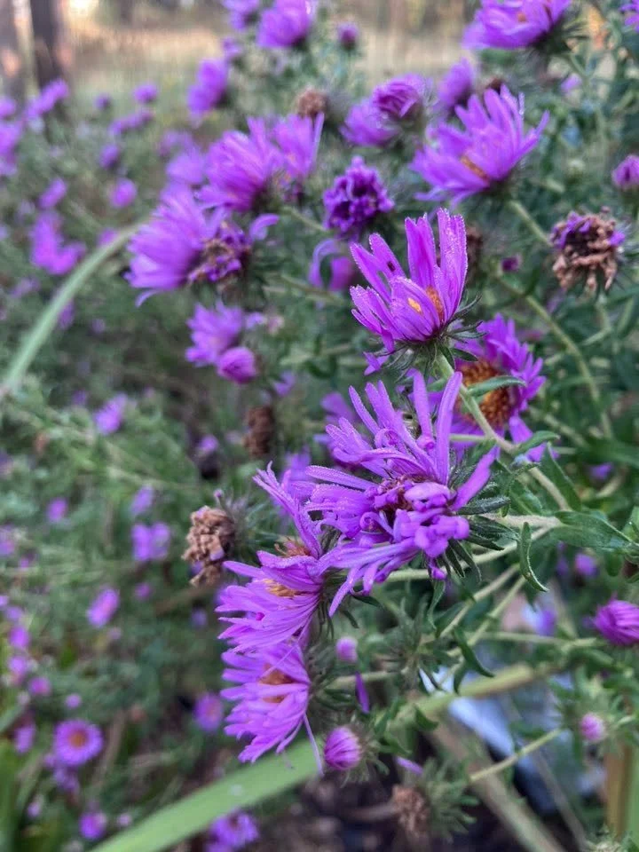 Close-up of vibrant purple wildflowers in a garden.