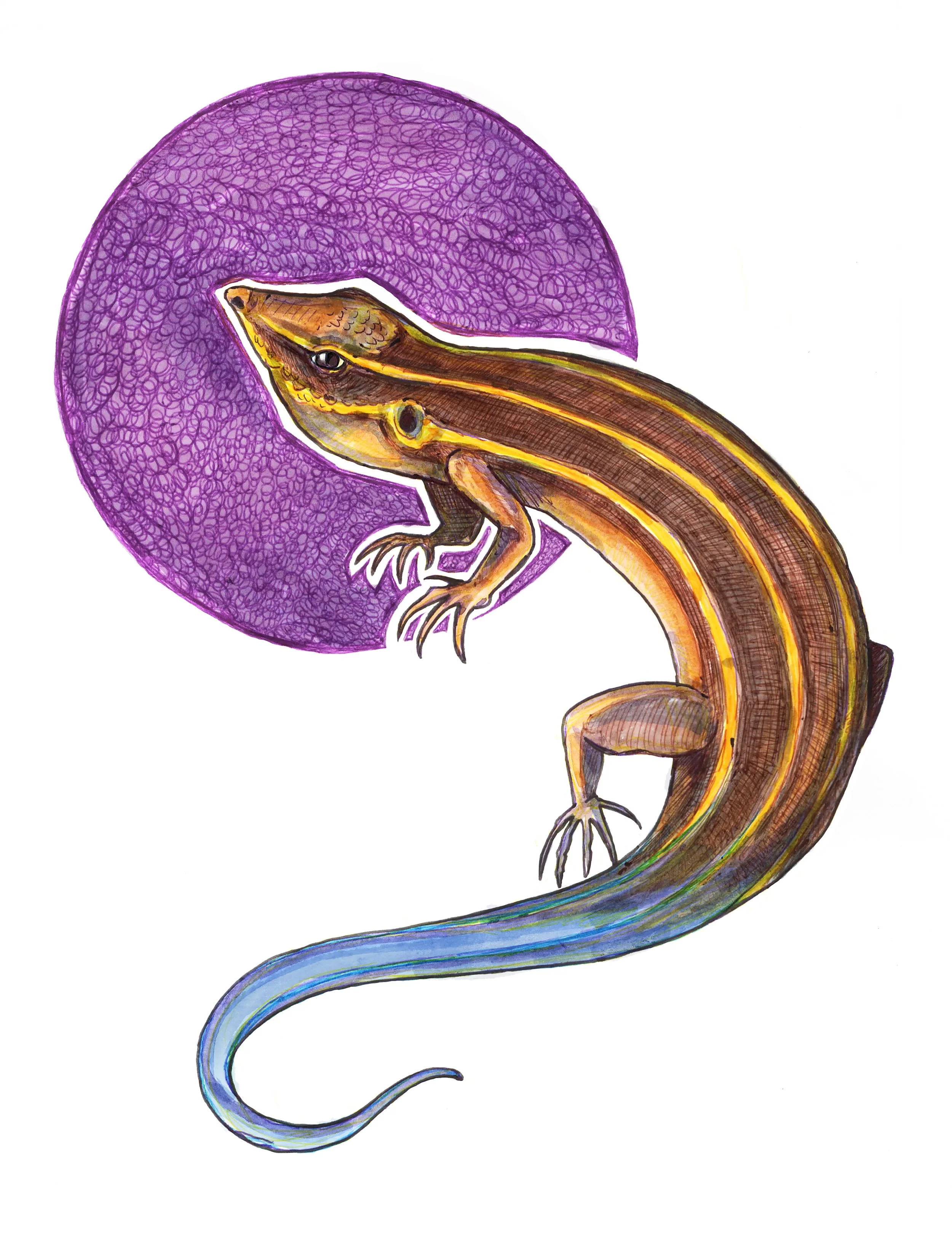 BlueTailedSkink.jpg