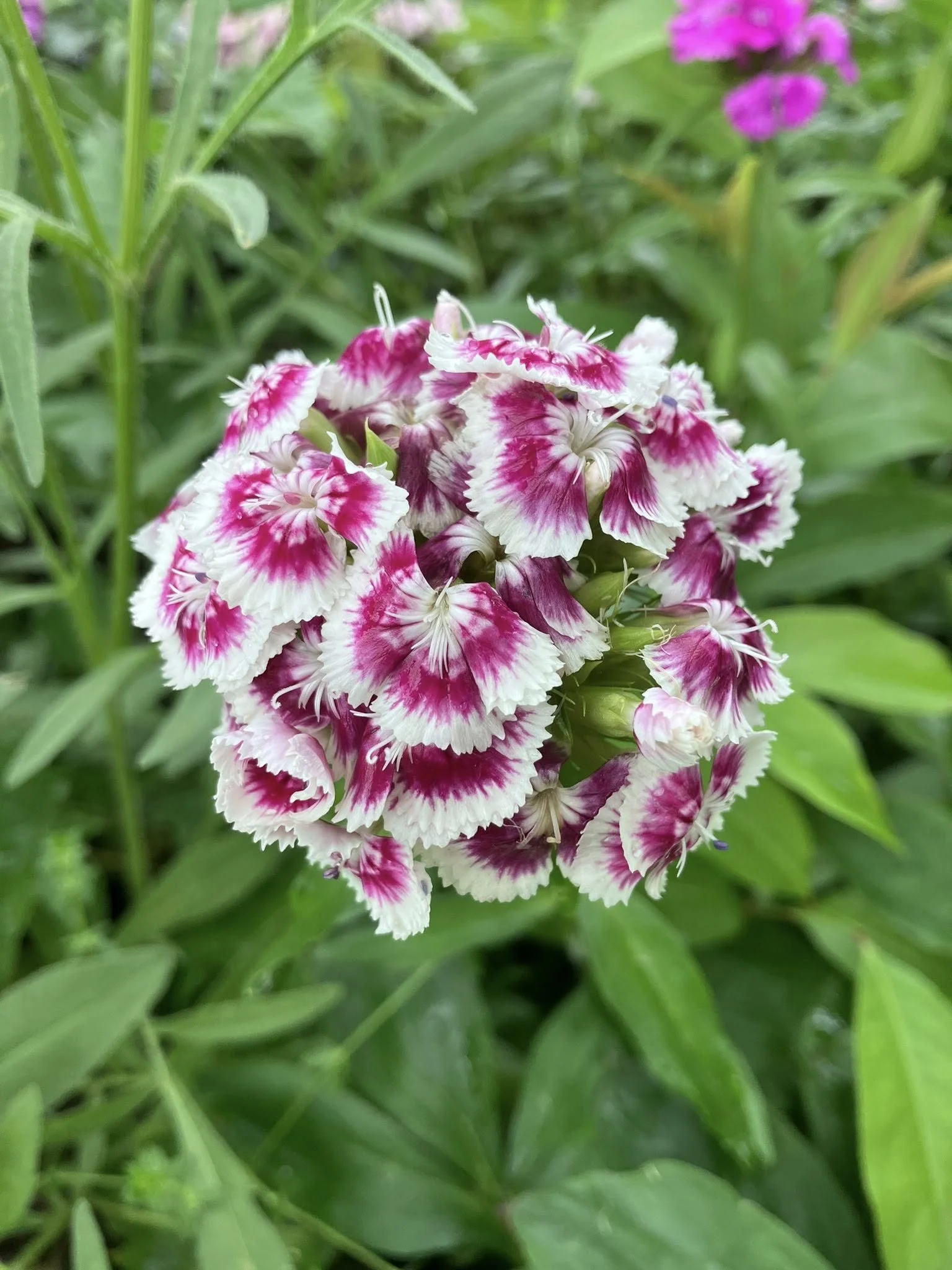 Close-up of a cluster of pink and white dianthus flowers amidst green foliage.