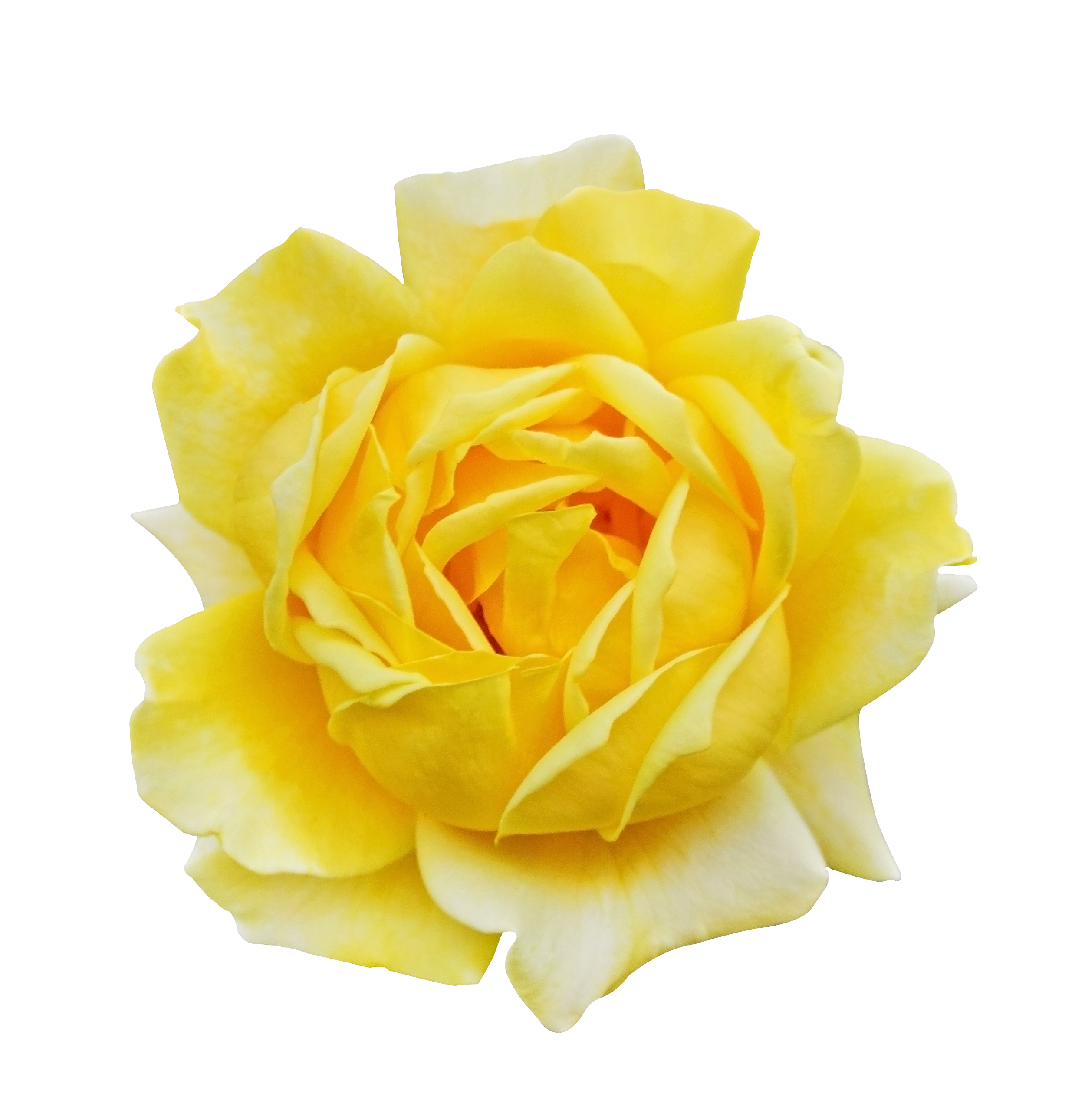 sufferageflower.png