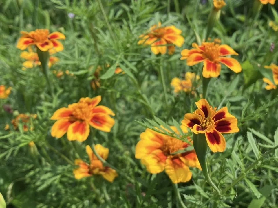 Bright orange and yellow marigold flowers blooming in green foliage.