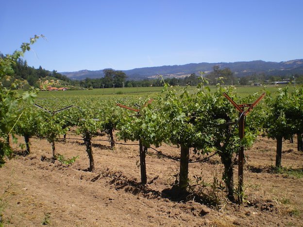 Rutherford, Napa County