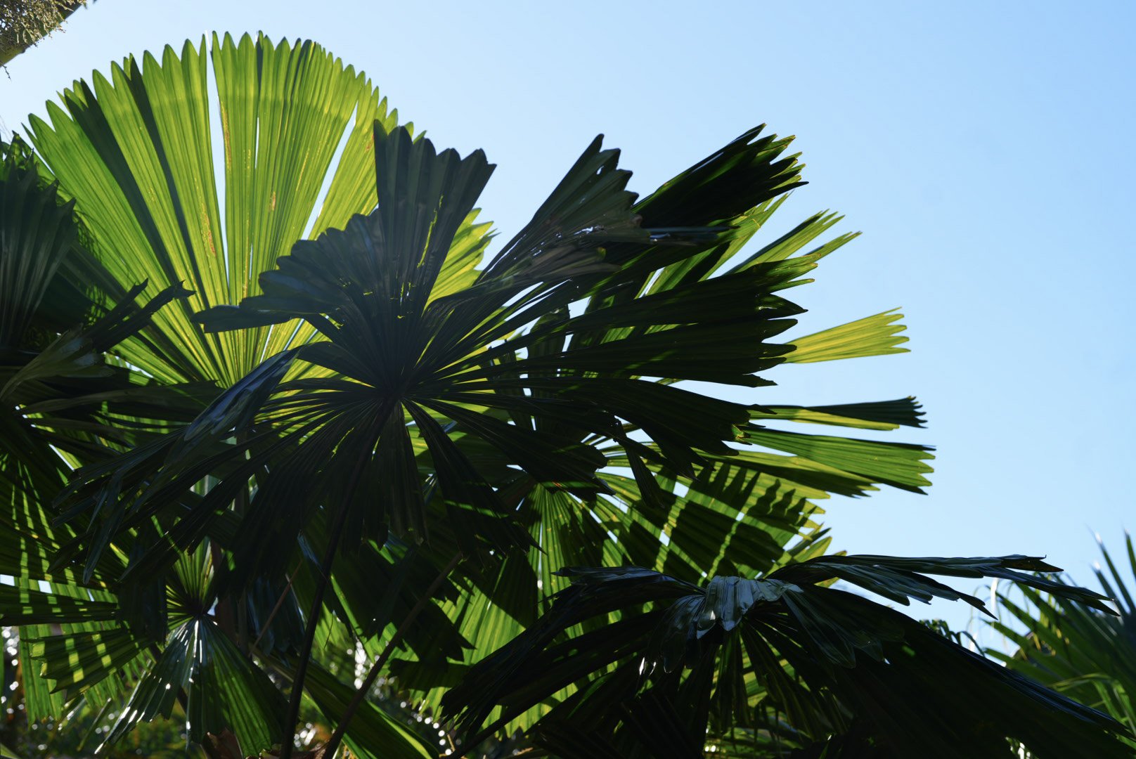 Close-up of green palm leaves with sunlight shining through, against a clear blue sky.