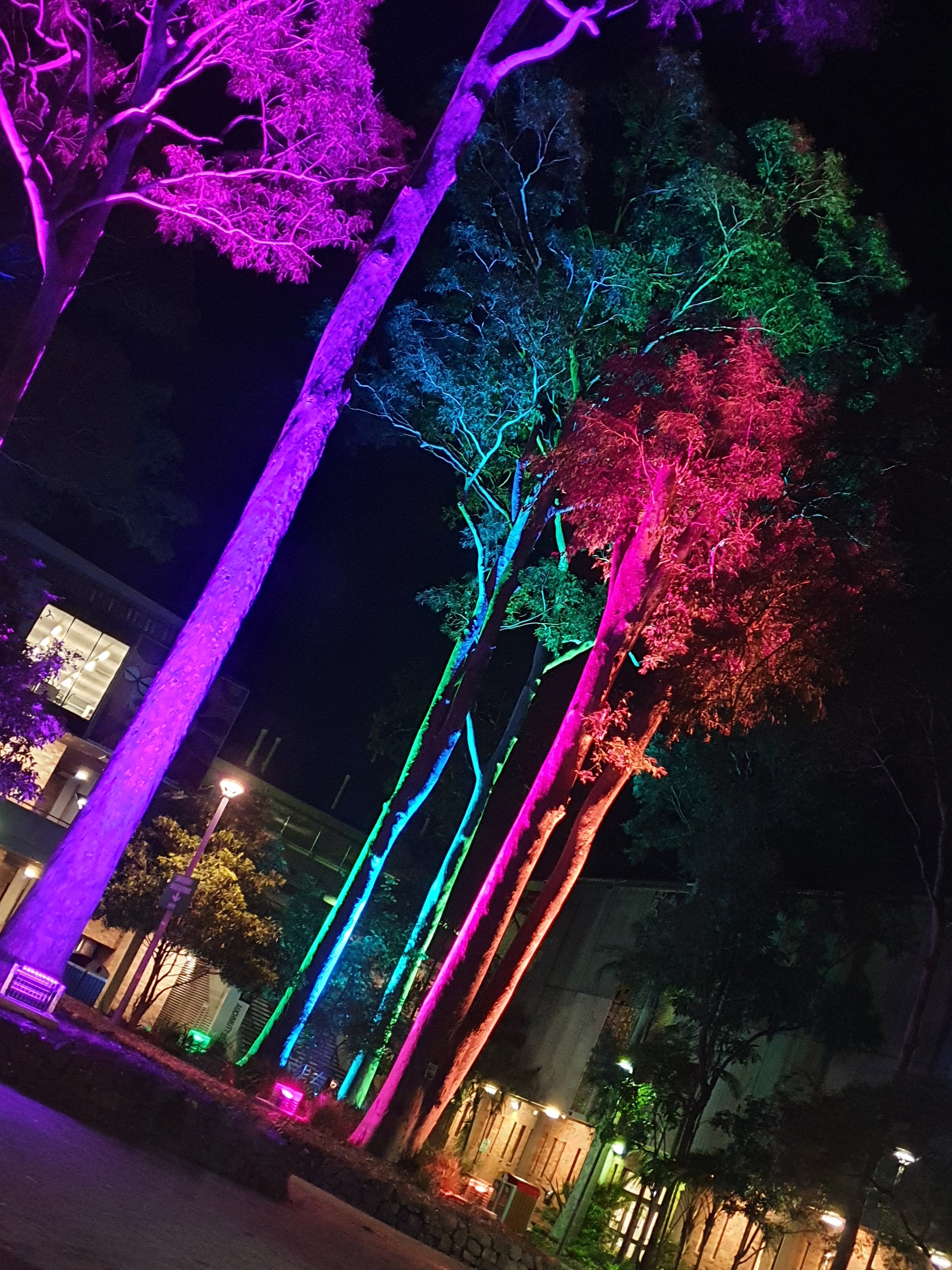 Night scene of tall trees illuminated with colorful lights in purple, blue, and green, against a dark sky. A building is visible in the background with lights in the windows.