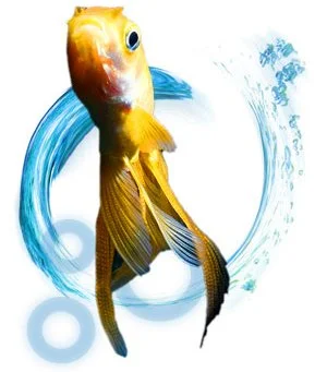 GECA licensee spotlight: FishPrint