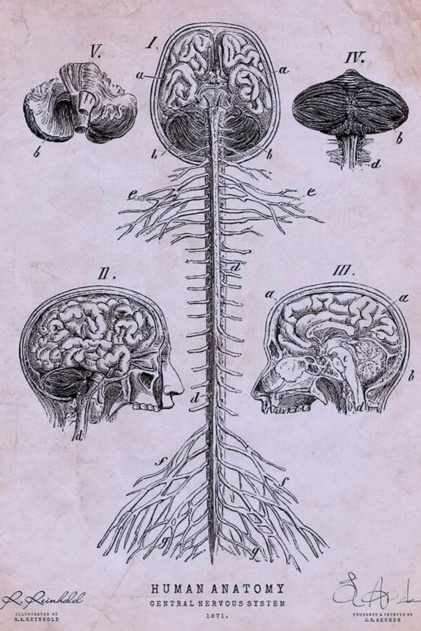 anatomical drawing of the central nervous system