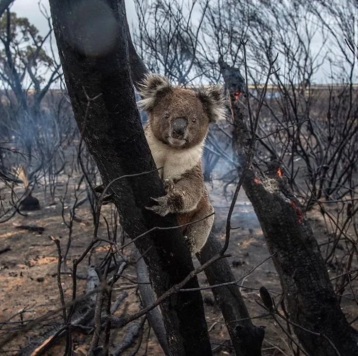 Australia’s First National Climate Risk Assessment