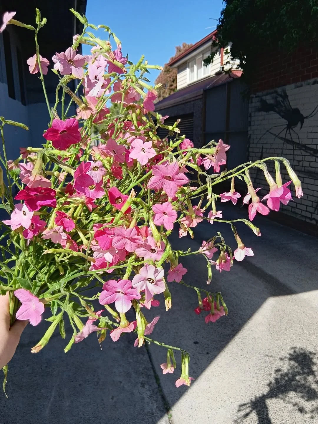 Nicotiana alata 🌸