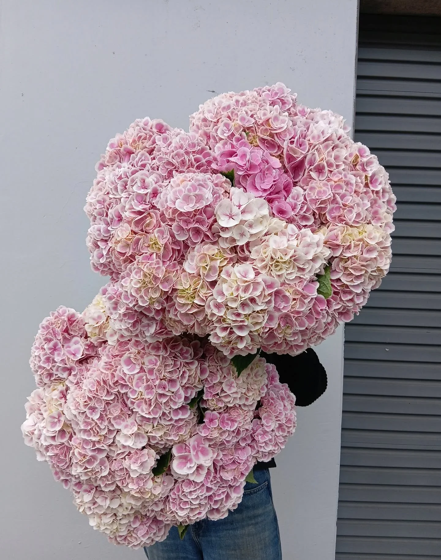We're back in store after the long weekend! 
There are so many pretty spring flowers in today - like this stunning hydrangea. 
 
Open until 5 pm. 💘💘