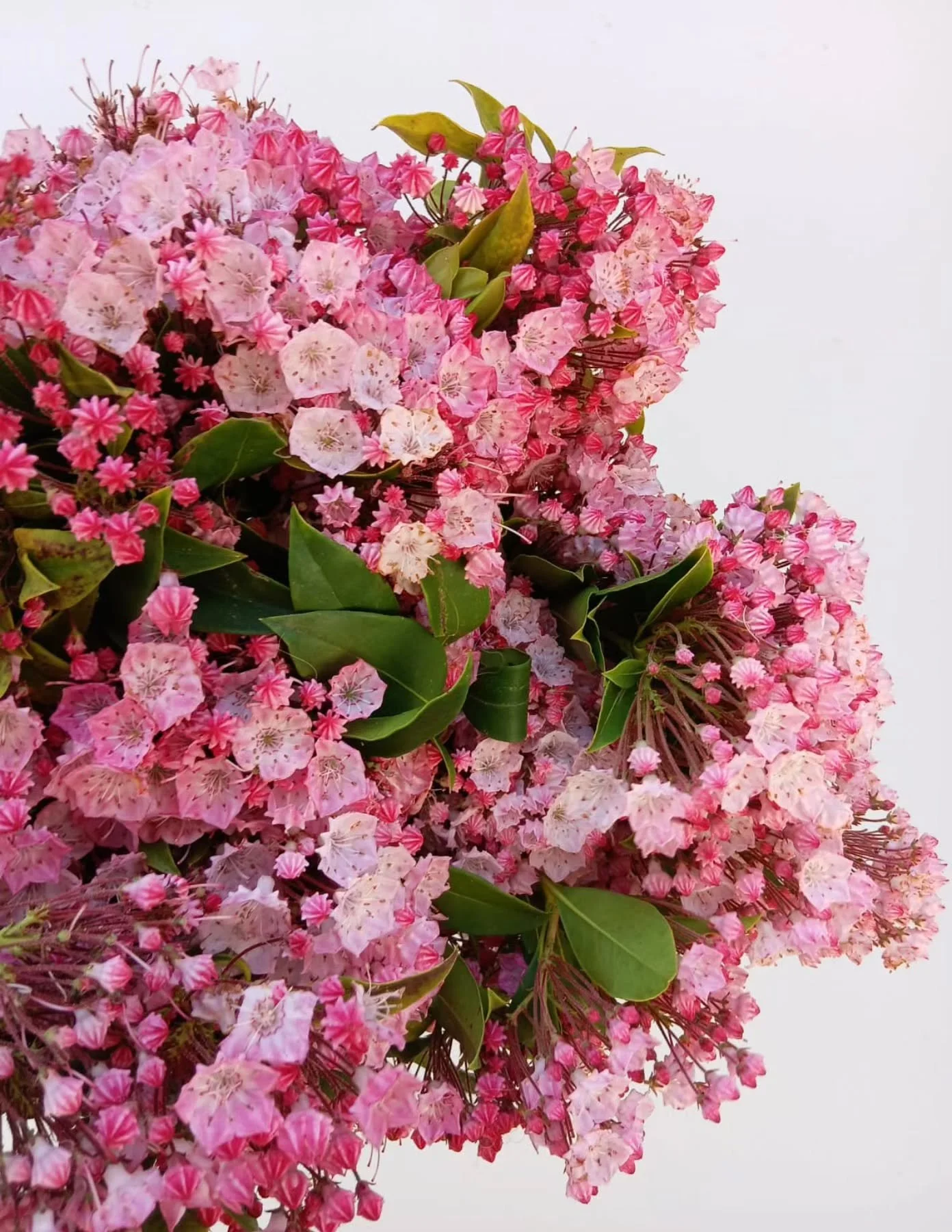 Kalmia! 
If you're quick, a couple bunches in store today... 🩷💓💕